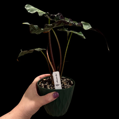 Alocasia ‘Loco’ – 4” Pot | Exact Plant