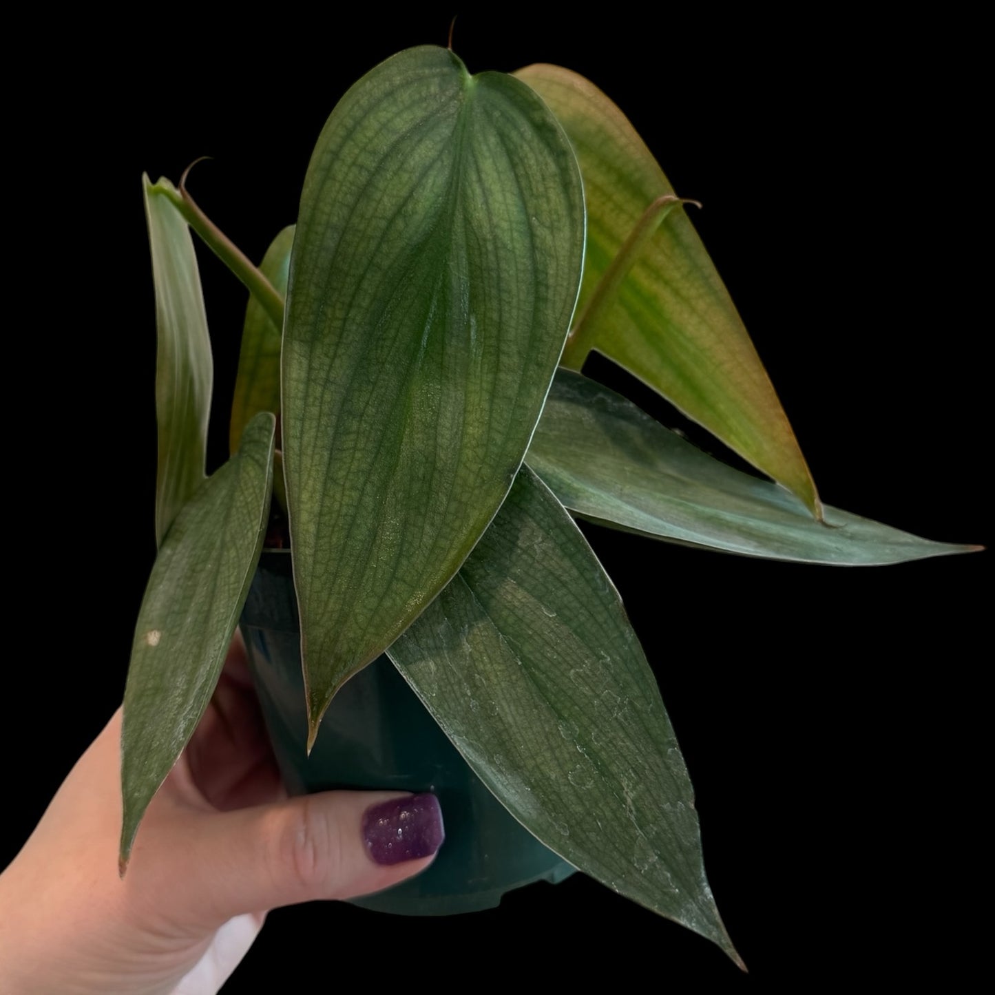 philodendron burle marx fantasy 4 inch pot with elongated silver green textured leaves, rare indoor houseplant for sale Vestal NY