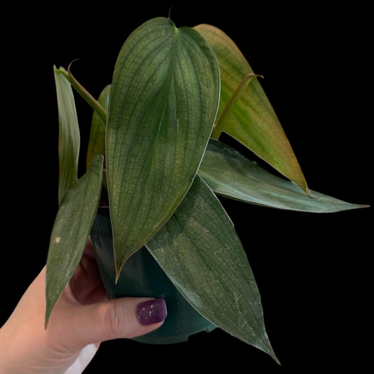 philodendron burle marx fantasy 4 inch pot with elongated silver green textured leaves, rare indoor houseplant for sale Vestal NY