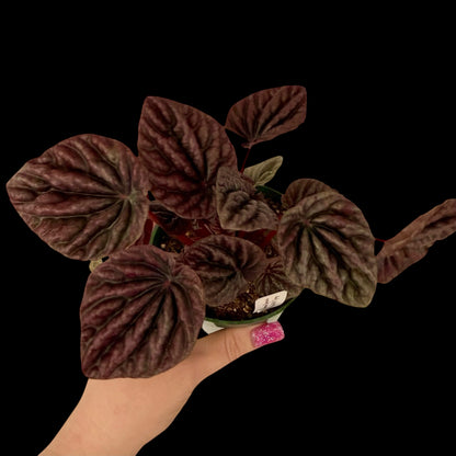 Peperomia Luna Red in a 4-inch pot, deep red textured leaves