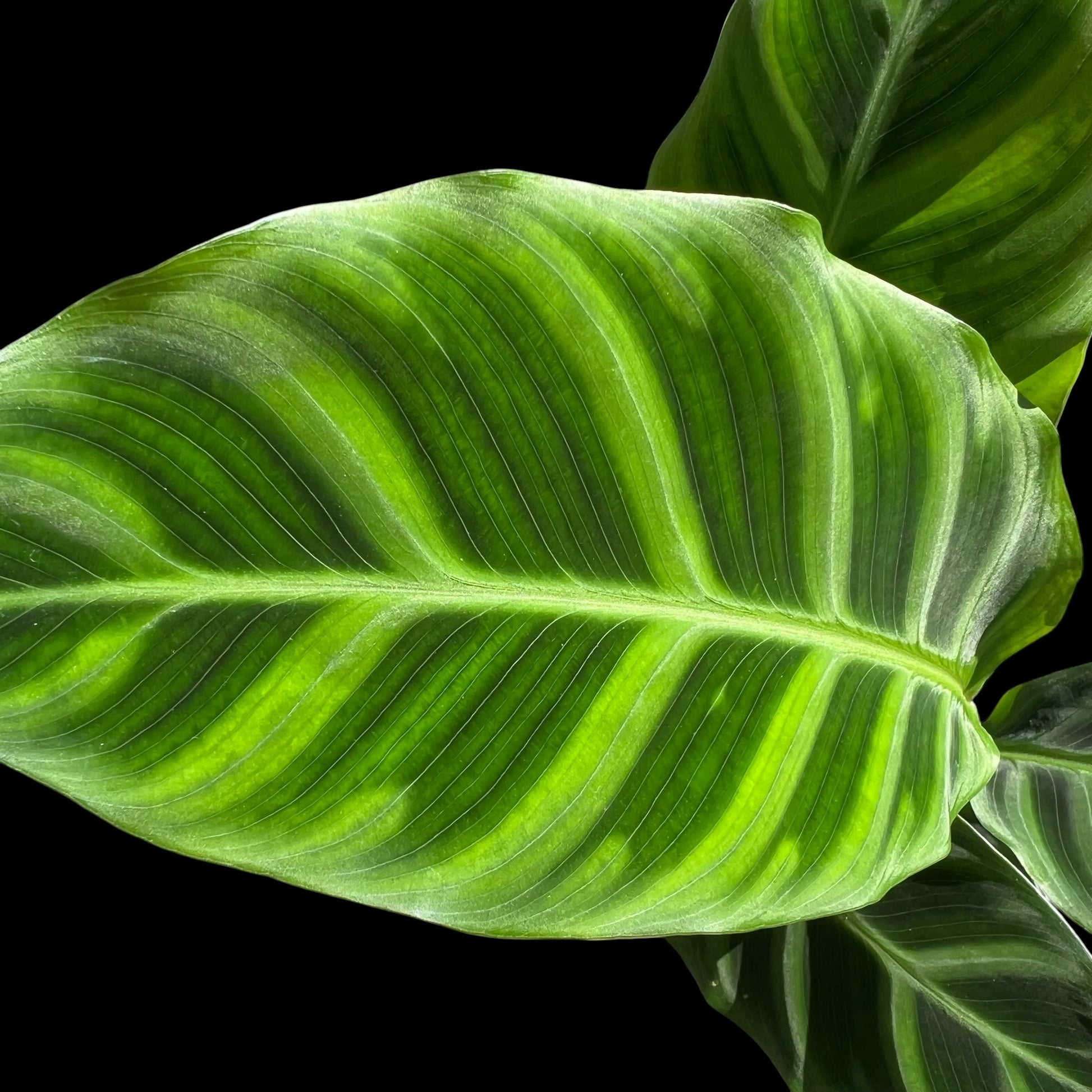 Calathea Zebrina in a 4-inch pot, bold green and light green zebra-striped leaves