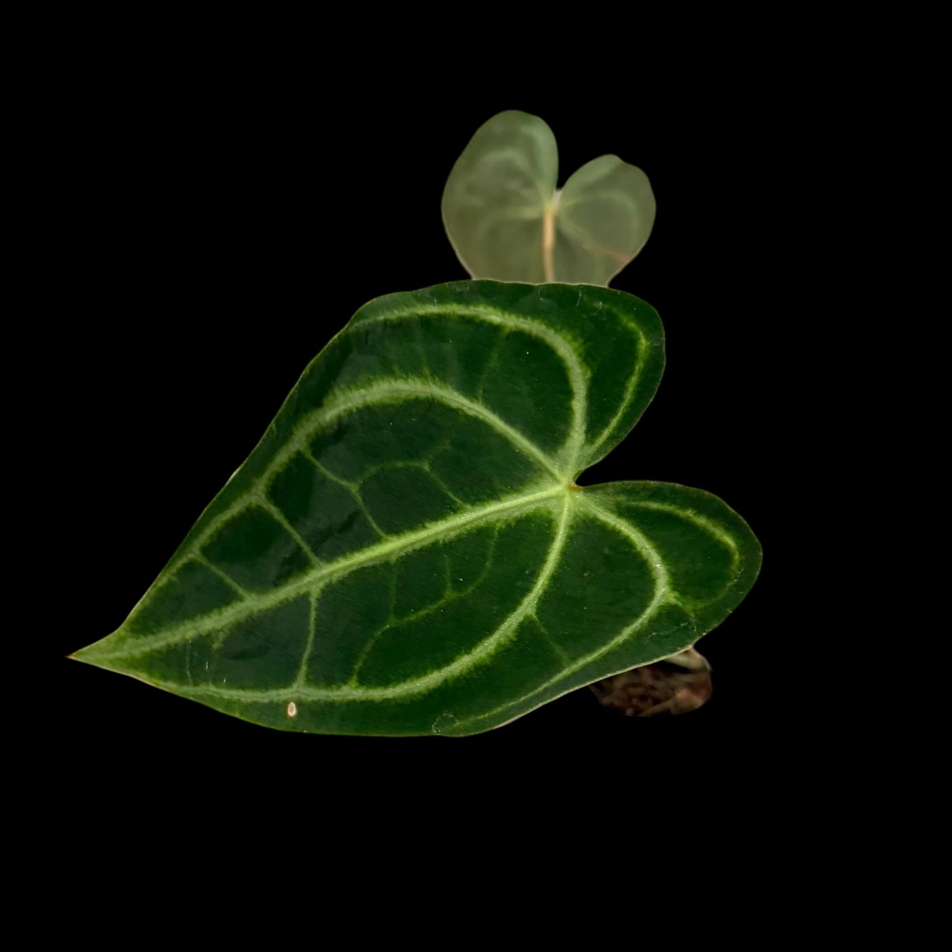 Anthurium Clarinervium in a 4-inch pot, dark green velvety leaves with white veins