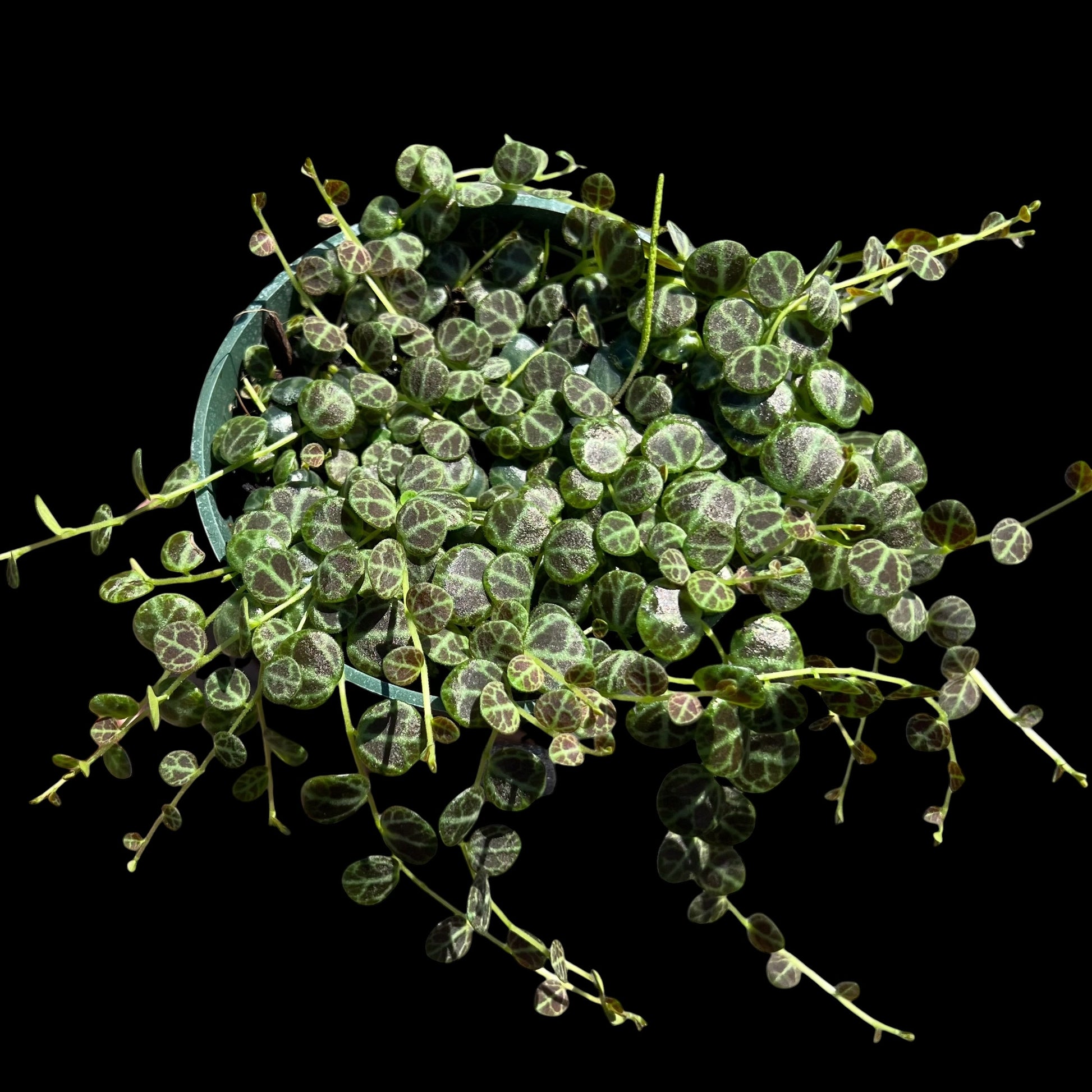 String of Turtles Peperomia prostrata in a 4-inch pot, trailing turtle-shell-patterned leaves