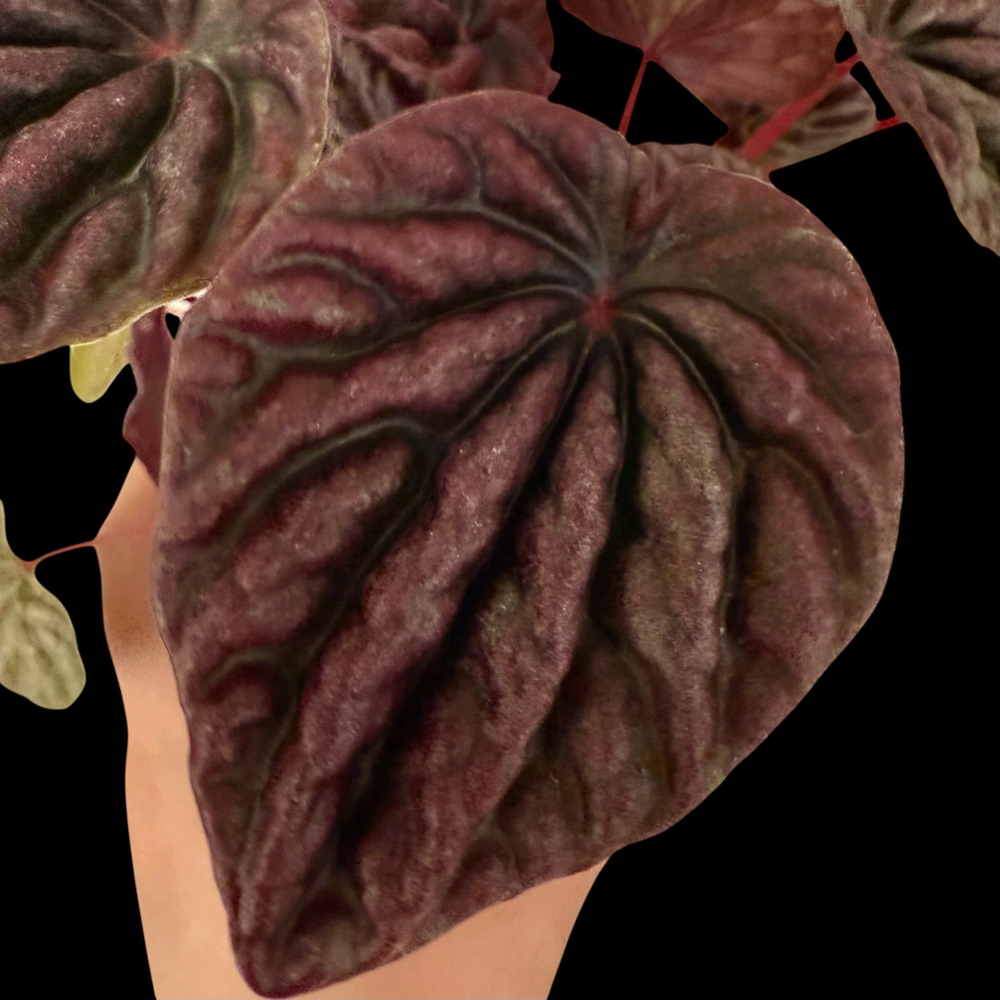 Peperomia Luna Red in a 4-inch pot, deep red textured leaves