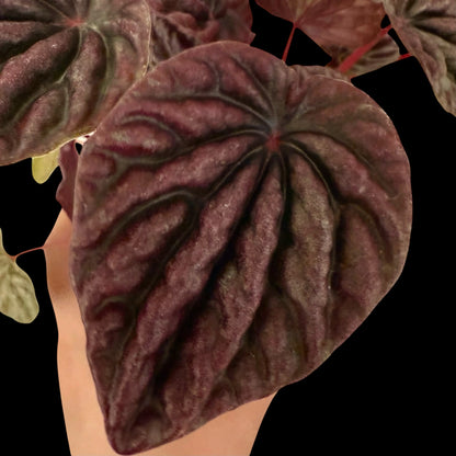 Peperomia Luna Red in a 4-inch pot, deep red textured leaves