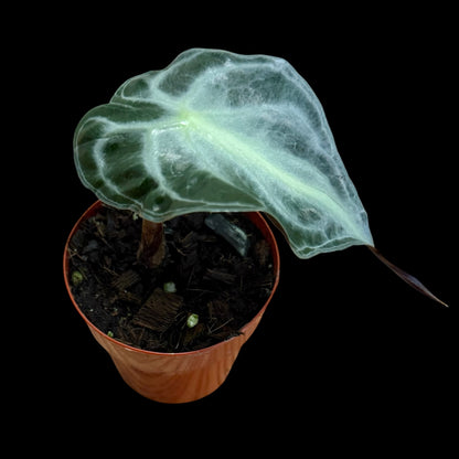 Alocasia Venom in a 3-inch pot, silvery-green textured foliage