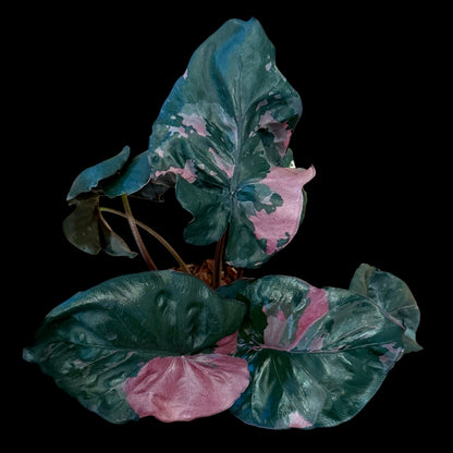 Alocasia pink serendipity 4 inch indoor houseplant with pink and green foliage, rare plant available