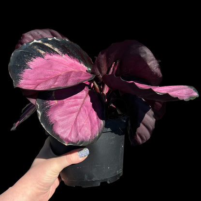 Calathea Roseopicta Mysty Red in a 6-inch pot, burgundy and red patterned foliage