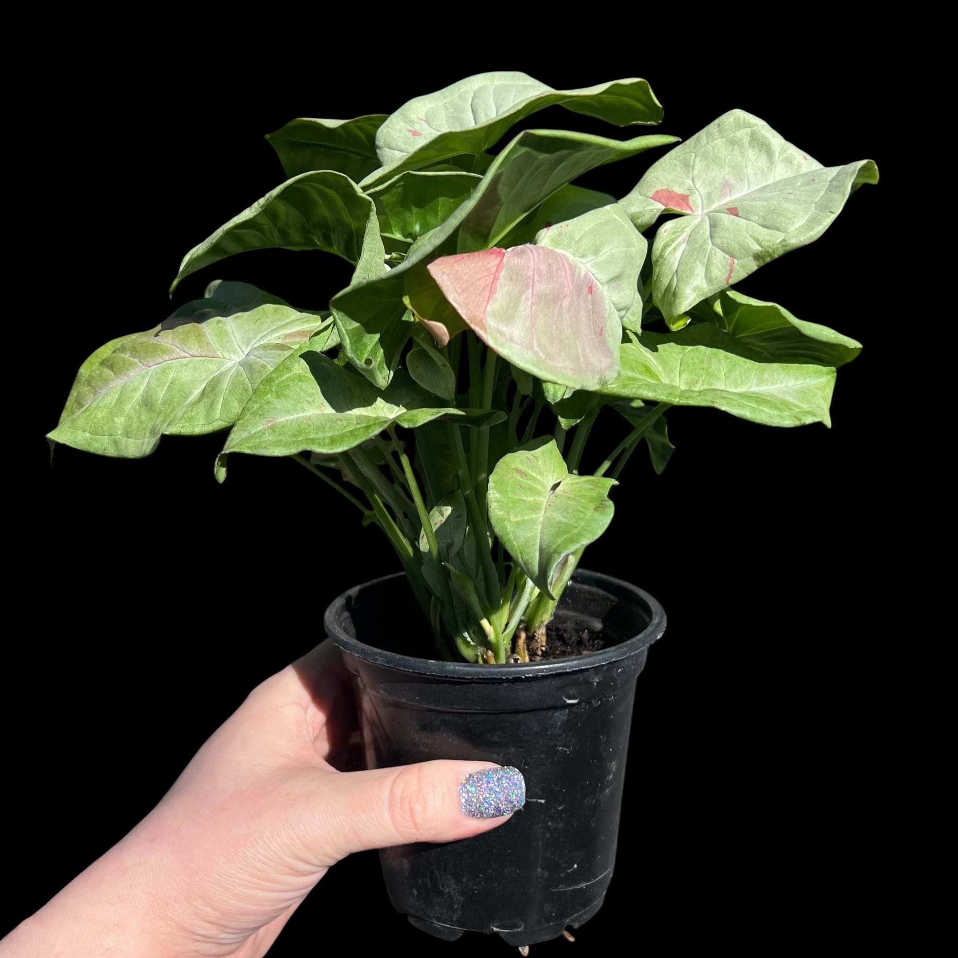 syngonium confetti 4 inch pot with light green leaves and pink speckled variegation, indoor houseplant