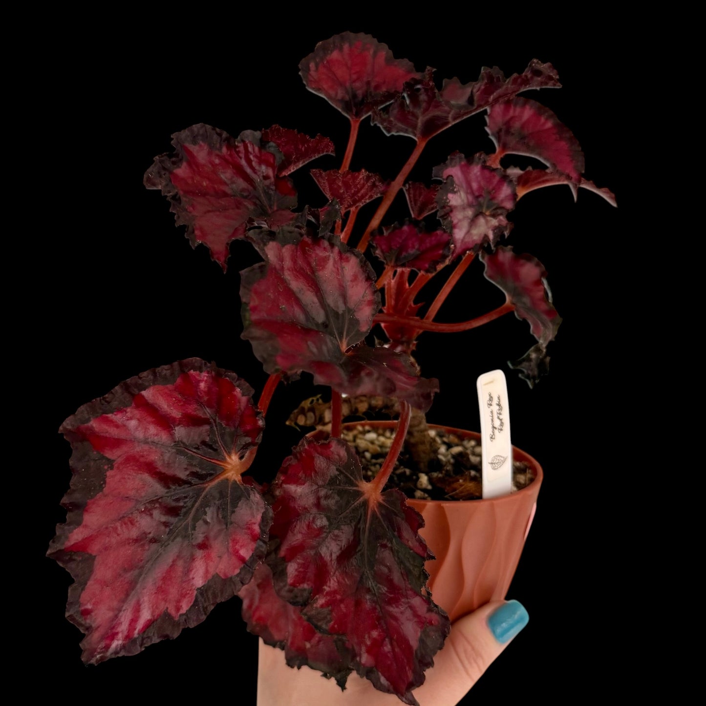 Rex Begonia ‘Red Robin’ in a 4-inch decorative nursery pot featuring vibrant crimson-red textured leaves with dark burgundy margins, potted in Rare Leaf Plant Shop’s premium soil mix.