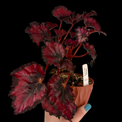 Rex Begonia ‘Red Robin’ in a 4-inch decorative nursery pot featuring vibrant crimson-red textured leaves with dark burgundy margins, potted in Rare Leaf Plant Shop’s premium soil mix.