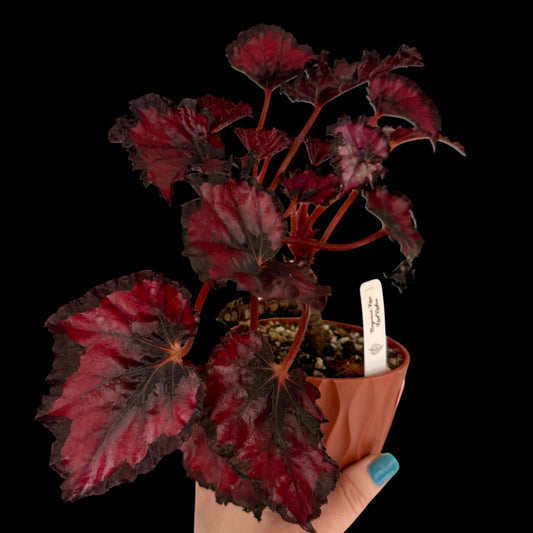 Rex Begonia ‘Red Robin’ in a 4-inch decorative nursery pot featuring vibrant crimson-red textured leaves with dark burgundy margins, potted in Rare Leaf Plant Shop’s premium soil mix.