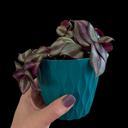 Exact Tradescantia zebrina in a 4-inch teal decorative nursery pot featuring trailing stems and metallic silver-green foliage with rich purple and burgundy striping.