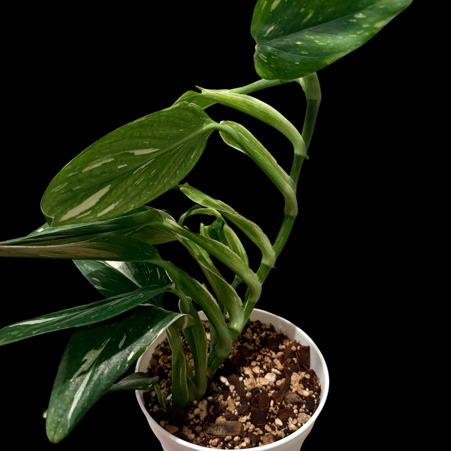 Monstera Standleyana Albo in a 6-inch white nursery pot featuring glossy green leaves with creamy white variegation, potted in Rare Leaf Plant Shop’s premium soil mix.
