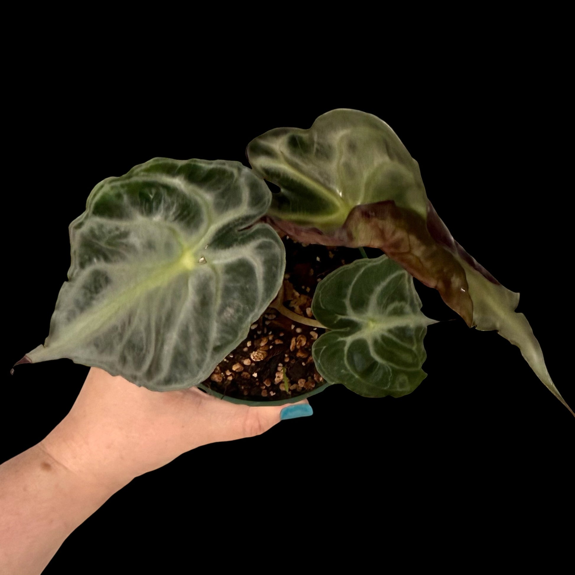 Exact Alocasia Venom in a 4-inch decorative nursery pot featuring a large velvety dark green leaf with striking silver veining, a new leaf emerging, and potted in Rare Leaf Plant Shop’s premium soil mix.