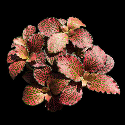 Fittonia red nerve plant 4 inch indoor houseplant, vibrant tropical plant available