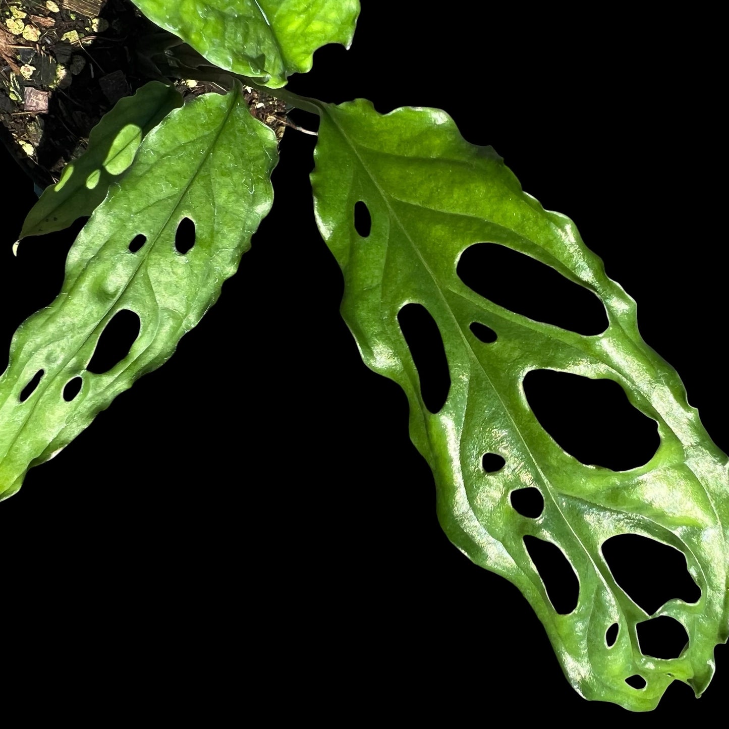 Monstera Obliqua in a 4-inch pot, lace-like fenestrated leaves