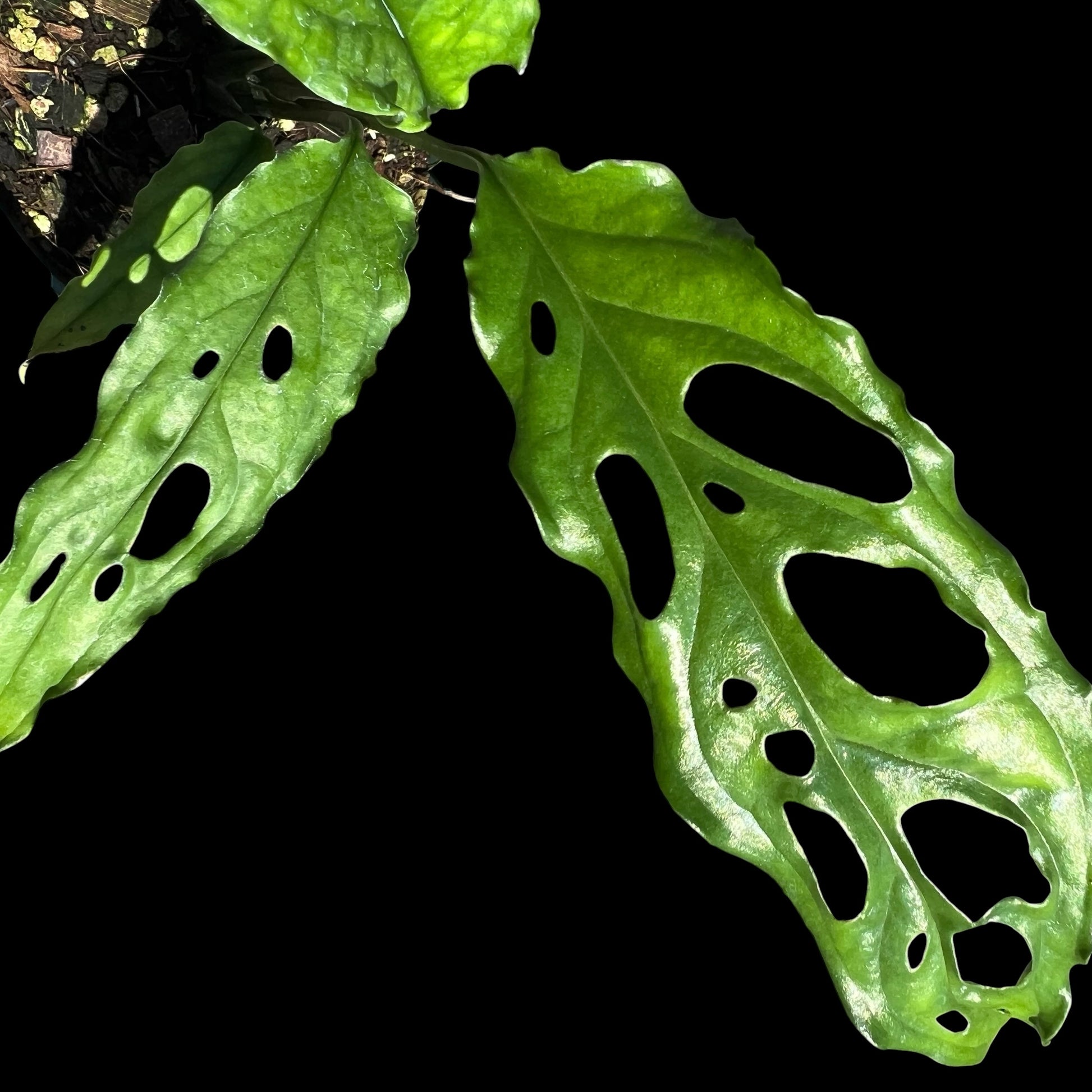 Monstera Obliqua in a 4-inch pot, lace-like fenestrated leaves