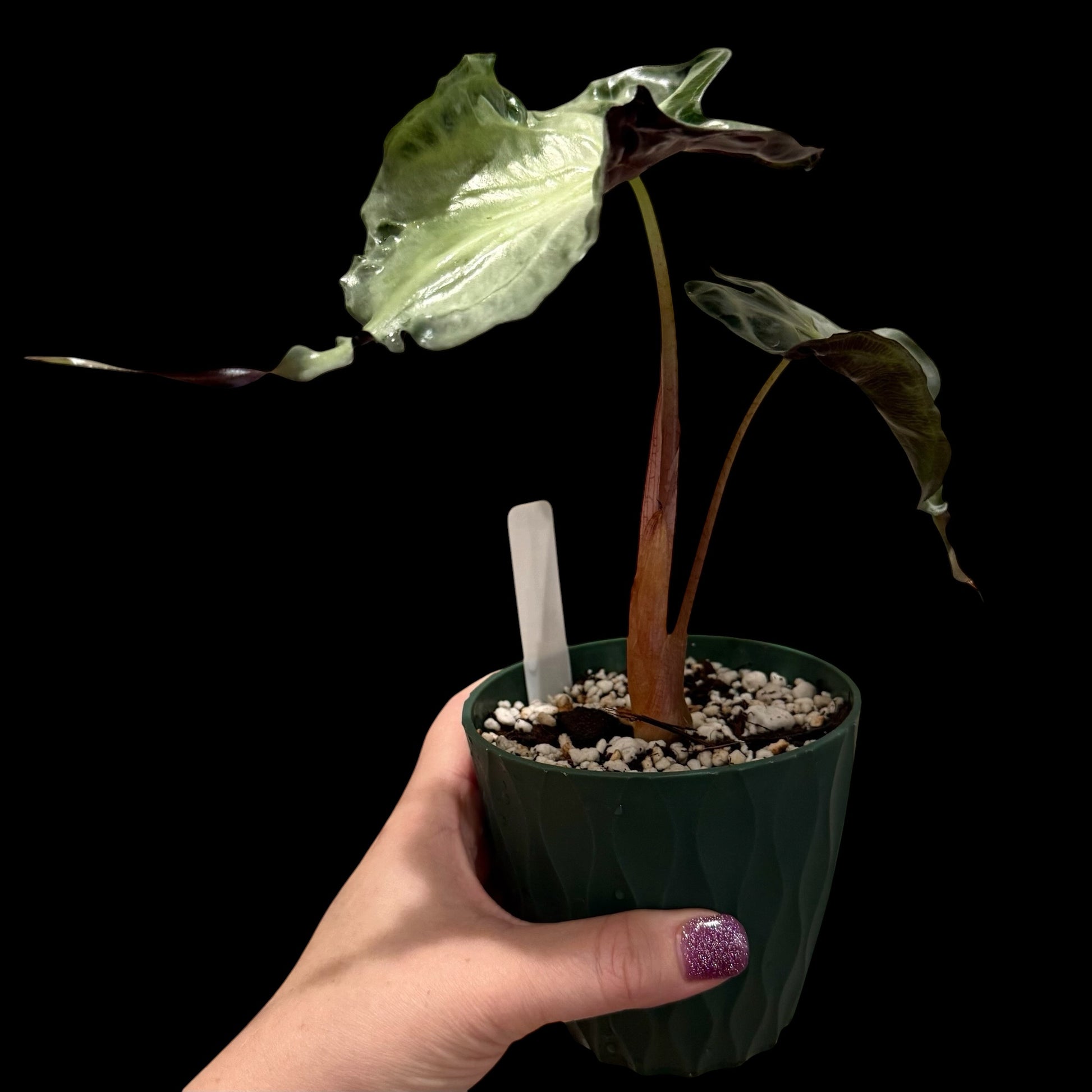 Alocasia ‘Venom’ plant with large, deeply textured green leaves and prominent dark veining.