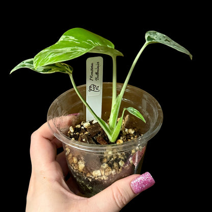 Monstera Bulbasaur in a 4-inch pot, tropical leaves