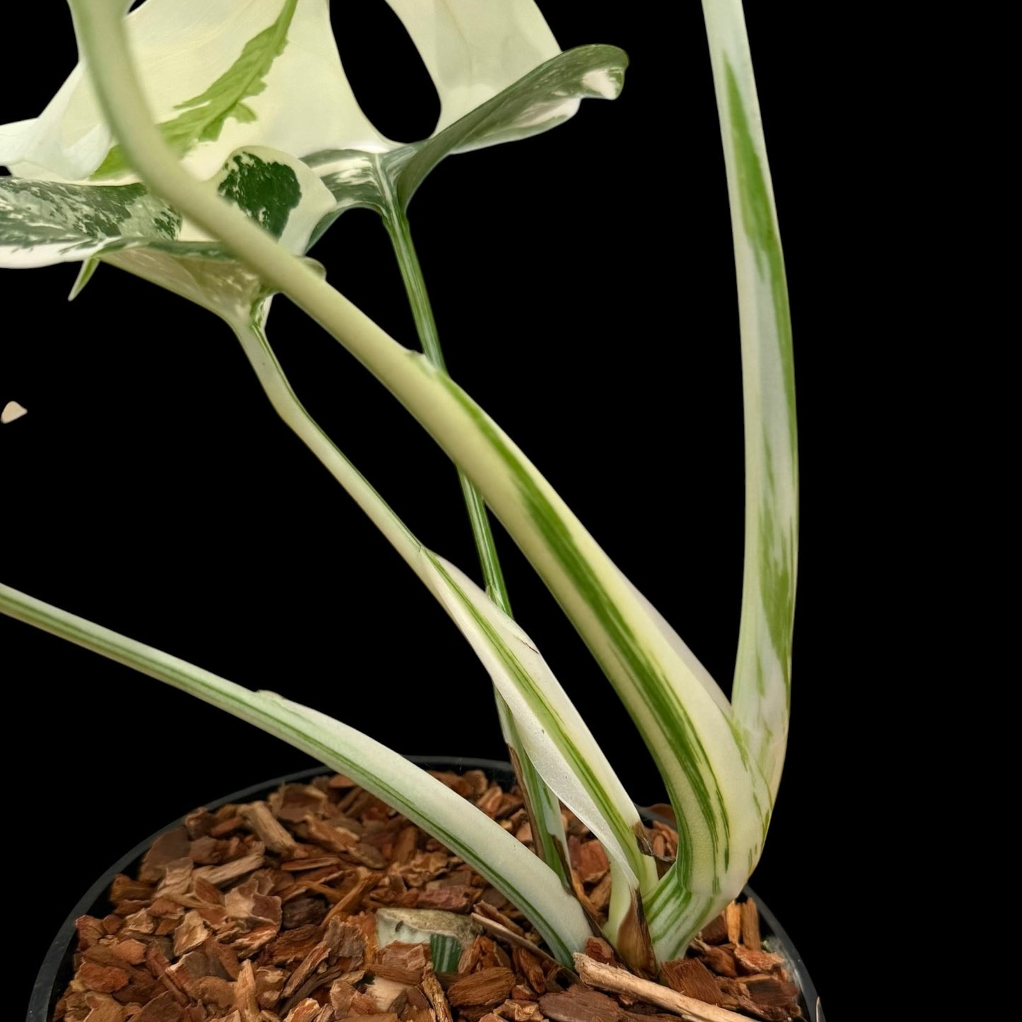 Monstera albo variegated medium indoor houseplant with white variegation, rare plant 