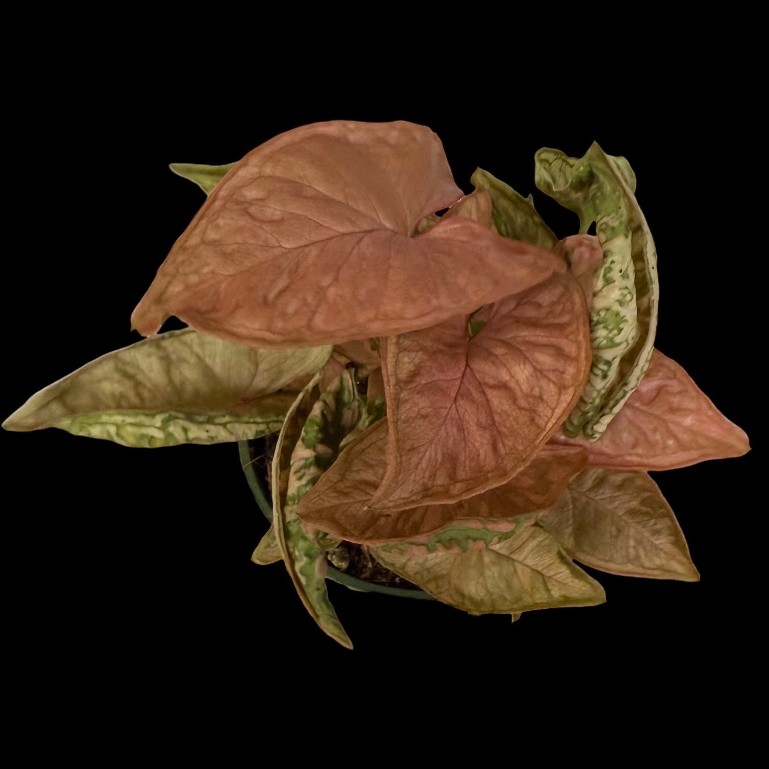Syngonium Pink Rolli in a 4-inch pot, soft pink arrowhead-shaped leaves