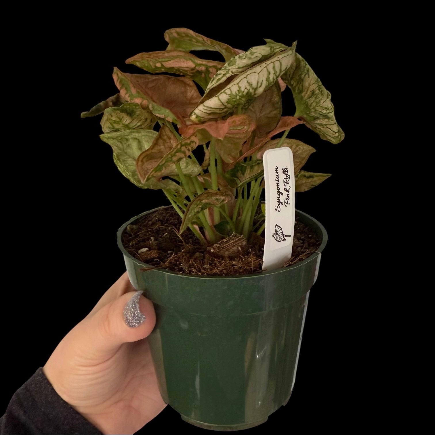 Syngonium Pink Rolli in a 4-inch pot, soft pink arrowhead-shaped leaves