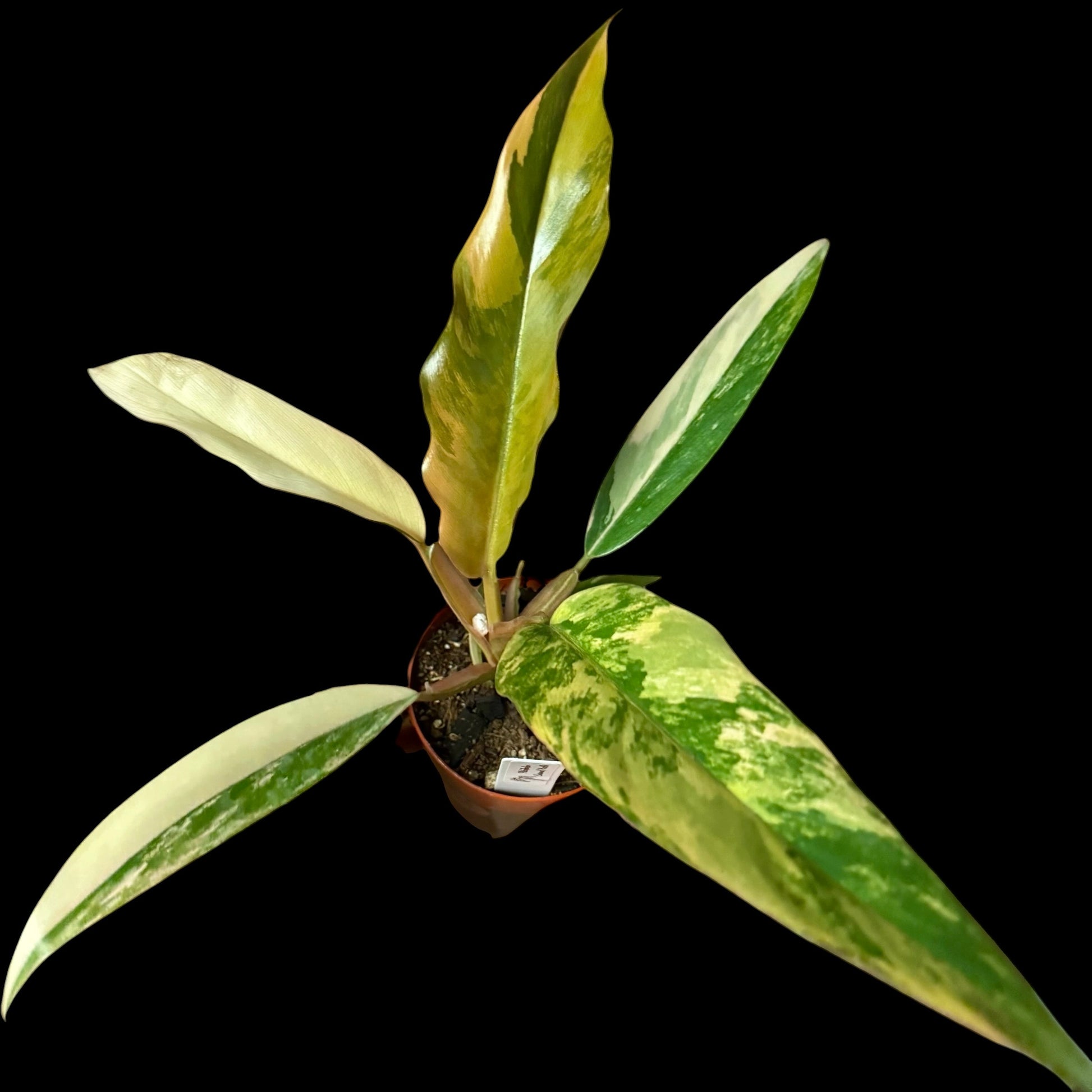 Philodendron Caramel in a 3-inch pot, warm orange and green variegated leaves