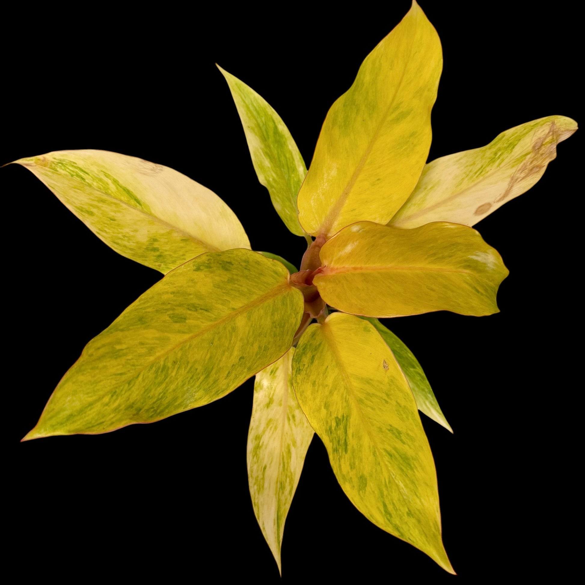 Philodendron Orange Marmalade in a 4-inch pot, orange lime and green variegated leaves