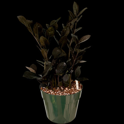 Exact Raven ZZ Plant in a 6-inch nursery pot featuring multiple upright stems with glossy, nearly black leaves, potted in Rare Leaf Plant Shop’s premium soil mix.