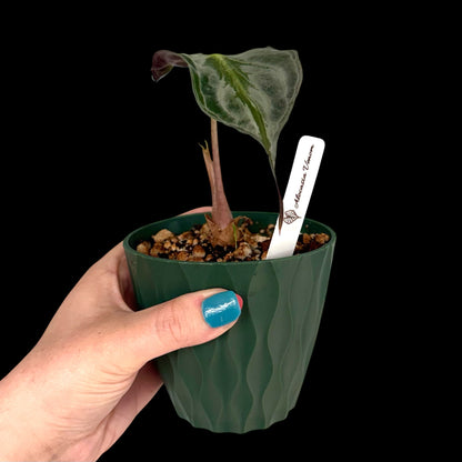 Exact Alocasia Venom in a 4-inch decorative nursery pot featuring a large velvety dark green leaf with striking silver veining, a new leaf emerging, and potted in Rare Leaf Plant Shop’s premium soil mix.