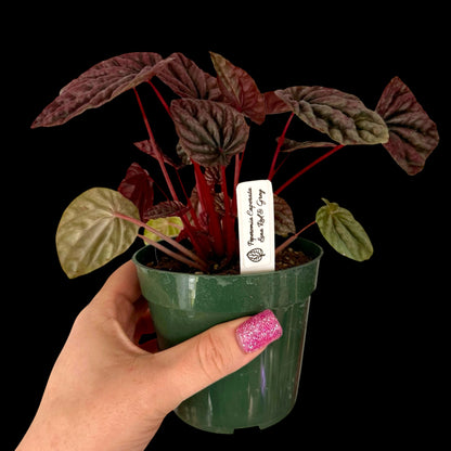 Peperomia Luna Red in a 4-inch pot, deep red textured leaves