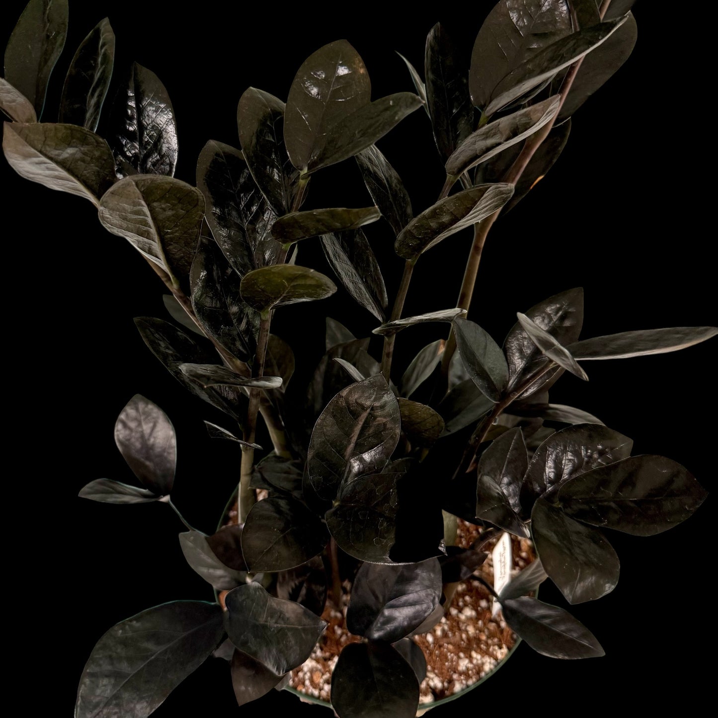 Exact Raven ZZ Plant in a 6-inch nursery pot featuring multiple upright stems with glossy, nearly black leaves, potted in Rare Leaf Plant Shop’s premium soil mix.