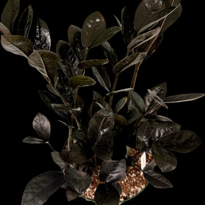 Exact Raven ZZ Plant in a 6-inch nursery pot featuring multiple upright stems with glossy, nearly black leaves, potted in Rare Leaf Plant Shop’s premium soil mix.