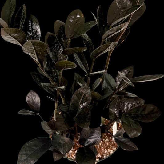 Exact Raven ZZ Plant in a 6-inch nursery pot featuring multiple upright stems with glossy, nearly black leaves, potted in Rare Leaf Plant Shop’s premium soil mix.