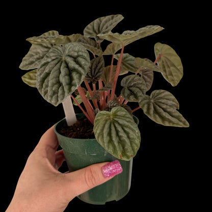 Peperomia Luna Grey in a 4-inch pot, soft grey-green textured foliage