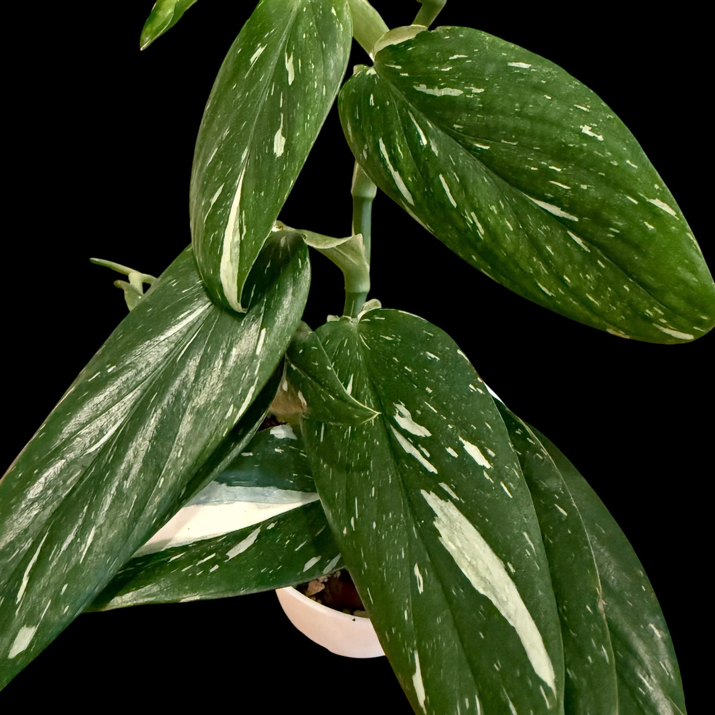 Monstera Standleyana Albo in a 6-inch white nursery pot featuring glossy green leaves with creamy white variegation, potted in Rare Leaf Plant Shop’s premium soil mix.