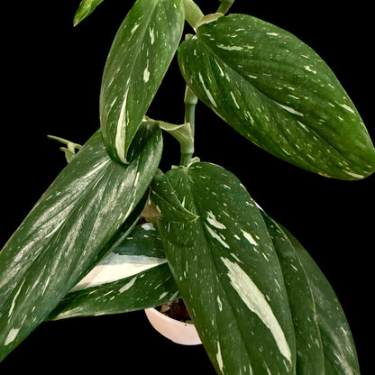 Monstera Standleyana Albo in a 6-inch white nursery pot featuring glossy green leaves with creamy white variegation, potted in Rare Leaf Plant Shop’s premium soil mix.