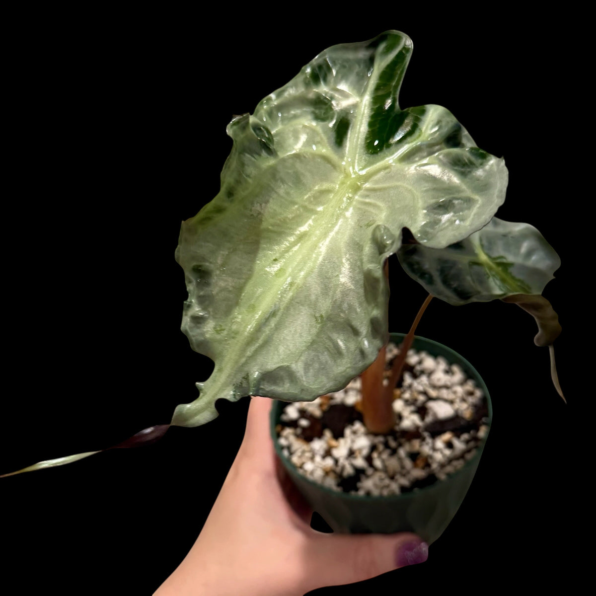 Alocasia ‘Venom’ plant with large, deeply textured green leaves and prominent dark veining.