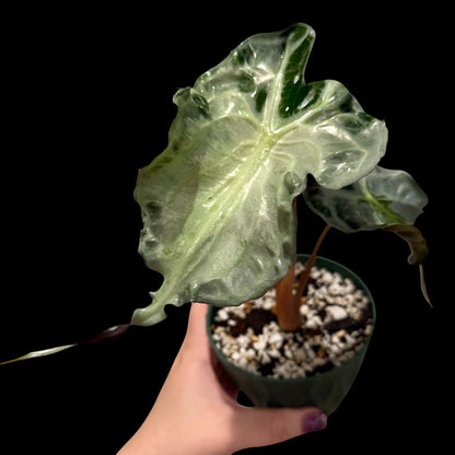 Alocasia ‘Venom’ plant with large, deeply textured green leaves and prominent dark veining.