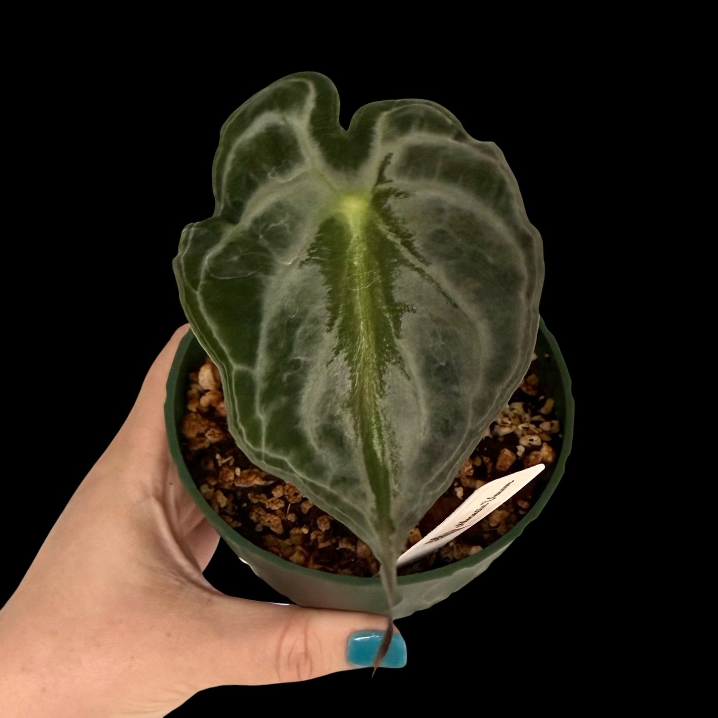Exact Alocasia Venom in a 4-inch decorative nursery pot featuring a large velvety dark green leaf with striking silver veining, a new leaf emerging, and potted in Rare Leaf Plant Shop’s premium soil mix.