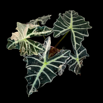 Alocasia ‘Pink Polly’ Variegated – 6” Exact Plant