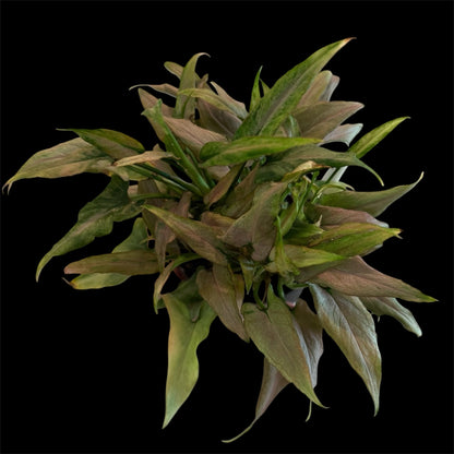 syngonium mickey 4 inch pot with soft green and creamy variegated arrowhead leaves, compact indoor houseplant for sale Vestal NY