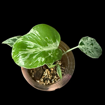 Monstera Bulbasaur in a 4-inch pot, tropical leaves