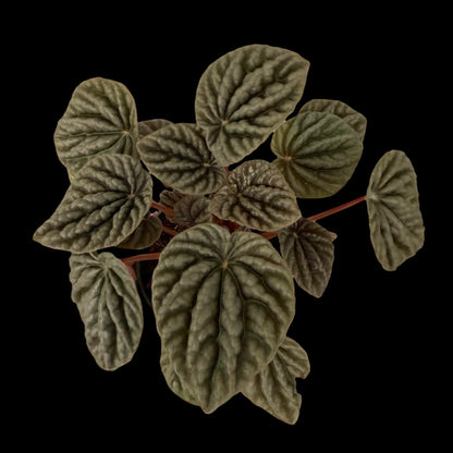 Peperomia Luna Grey in a 4-inch pot, soft grey-green textured foliage
