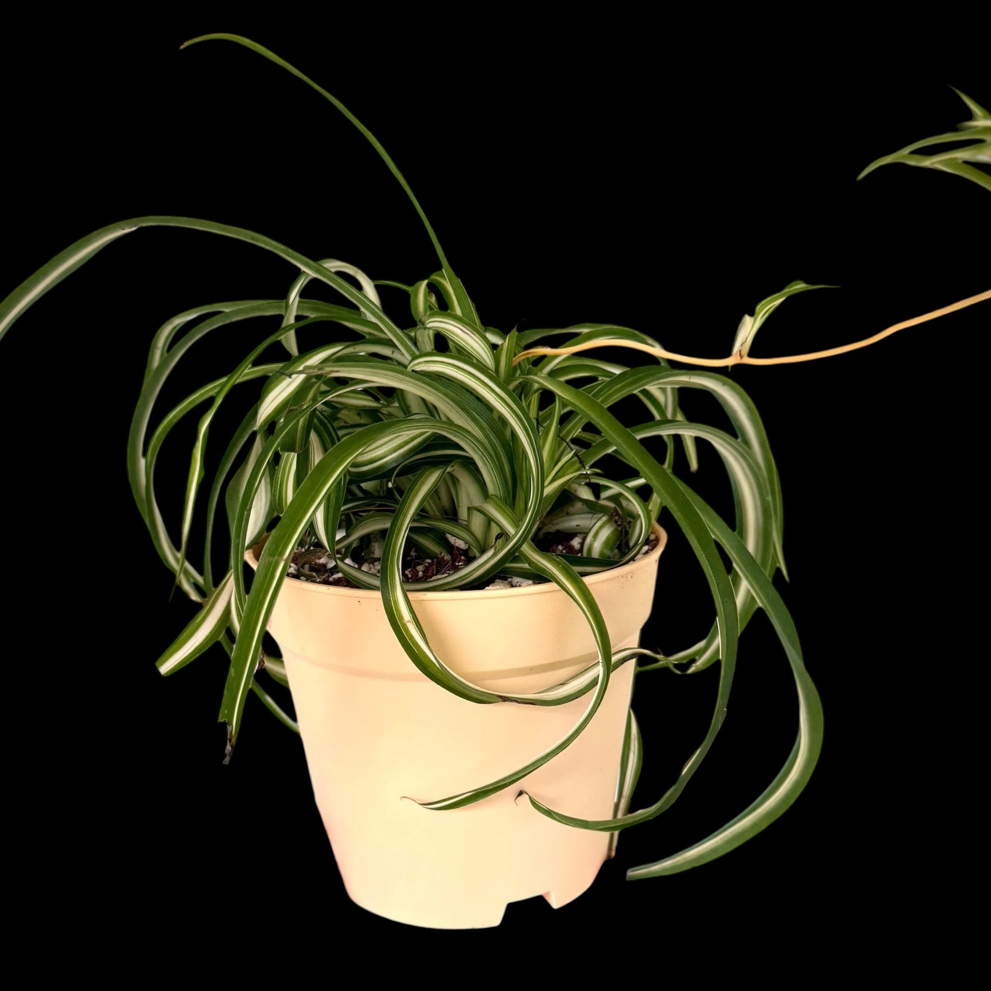 Healthy Bonnie Spider Plant in a 6-inch decorative nursery pot with tightly curled green and creamy white variegated leaves, potted in Rare Leaf Plant Shop’s premium soil mix.