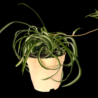 Healthy Bonnie Spider Plant in a 6-inch decorative nursery pot with tightly curled green and creamy white variegated leaves, potted in Rare Leaf Plant Shop’s premium soil mix.