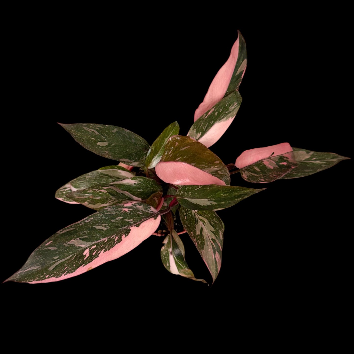 Philodendron Pink Princess Galaxy in a 4-inch decorative nursery pot featuring deep green leaves with marbled pink, cream, and speckled variegation, potted in Rare Leaf Plant Shop’s premium soil mix.