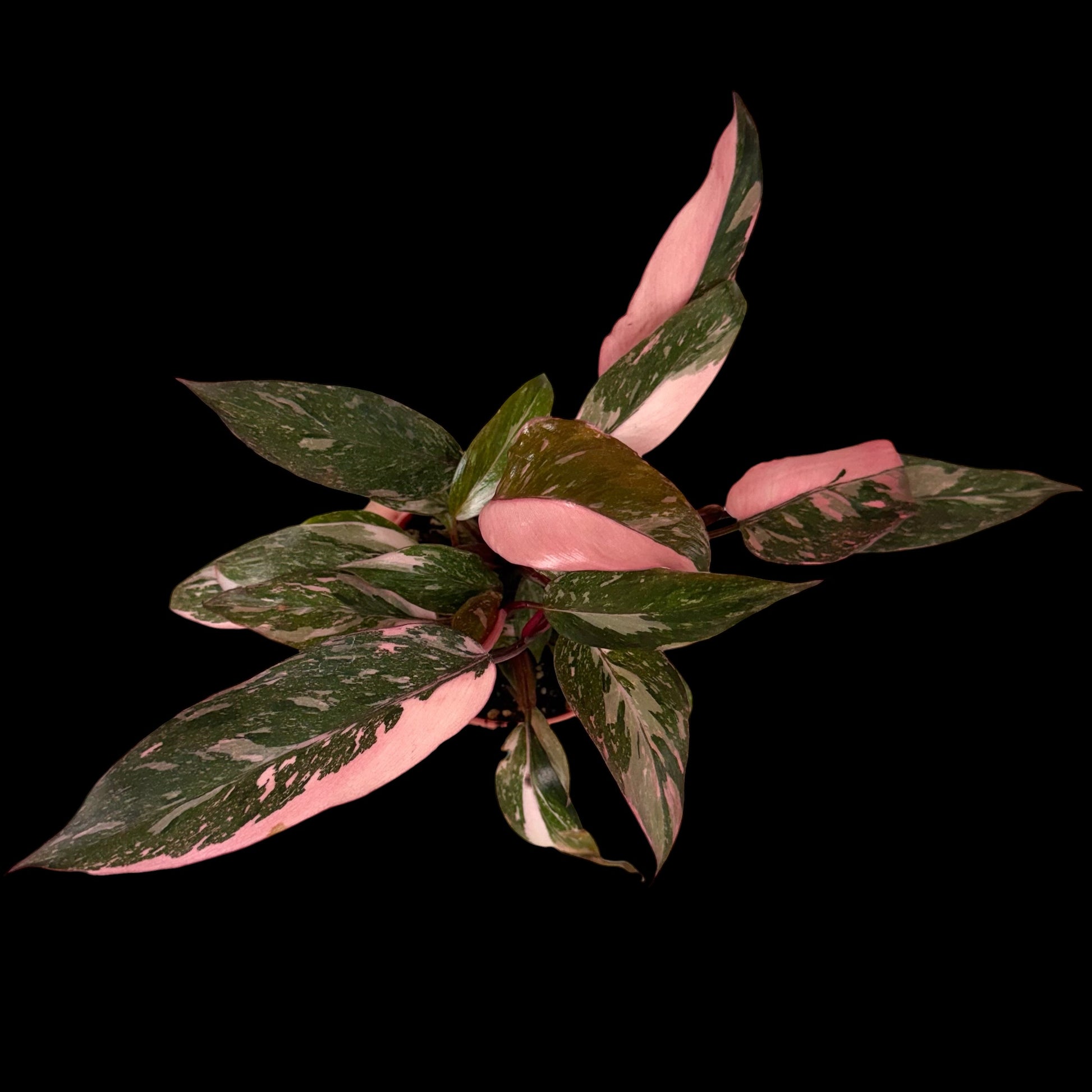 Philodendron Pink Princess Galaxy in a 4-inch decorative nursery pot featuring deep green leaves with marbled pink, cream, and speckled variegation, potted in Rare Leaf Plant Shop’s premium soil mix.