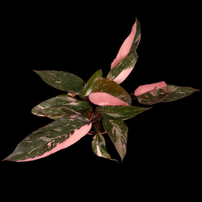 Philodendron Pink Princess Galaxy in a 4-inch decorative nursery pot featuring deep green leaves with marbled pink, cream, and speckled variegation, potted in Rare Leaf Plant Shop’s premium soil mix.